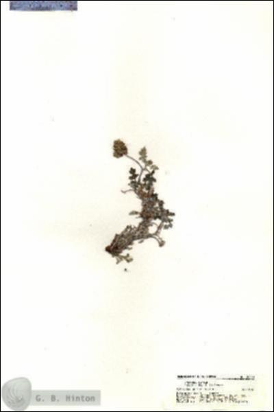 URN_catalog_HBHinton_herbarium_20800.jpg.jpg