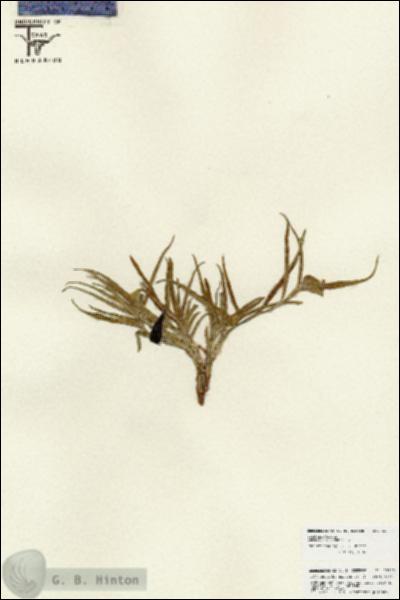 URN_catalog_HBHinton_herbarium_25859.jpg.jpg