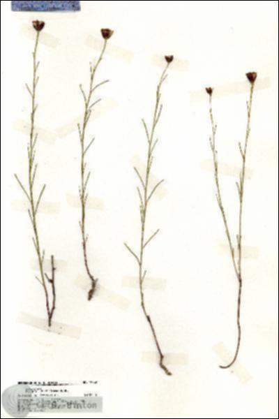 URN_catalog_HBHinton_herbarium_19729.jpg.jpg