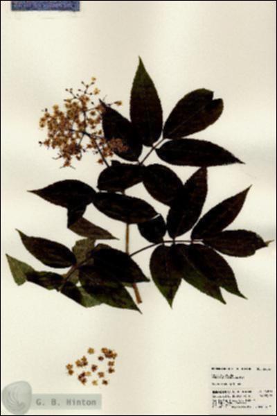 URN_catalog_HBHinton_herbarium_24533.jpg.jpg