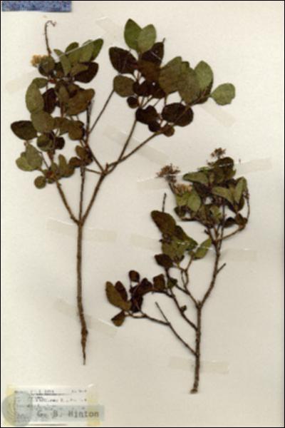 URN_catalog_HBHinton_herbarium_18709.jpg.jpg