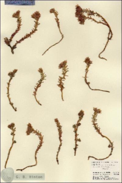 URN_catalog_HBHinton_herbarium_22416.jpg.jpg