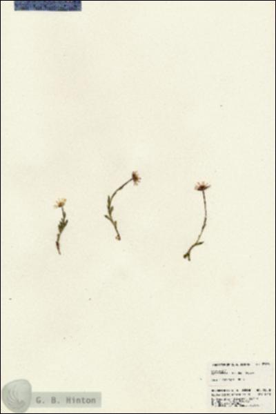 URN_catalog_HBHinton_herbarium_23938.jpg.jpg