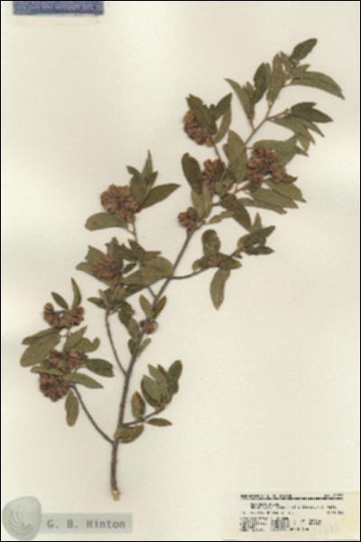 URN_catalog_HBHinton_herbarium_21770.jpg.jpg
