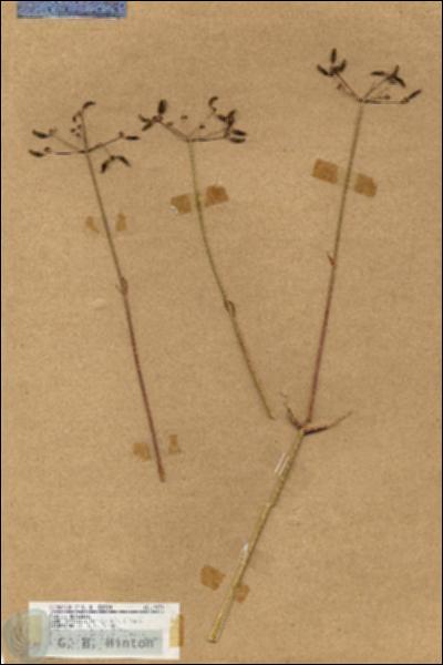 URN_catalog_HBHinton_herbarium_19034.jpg.jpg