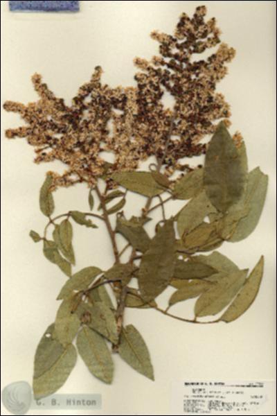 URN_catalog_HBHinton_herbarium_22368.jpg.jpg