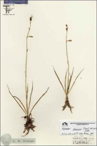 URN_catalog_HBHinton_herbarium_25607.jpg.jpg