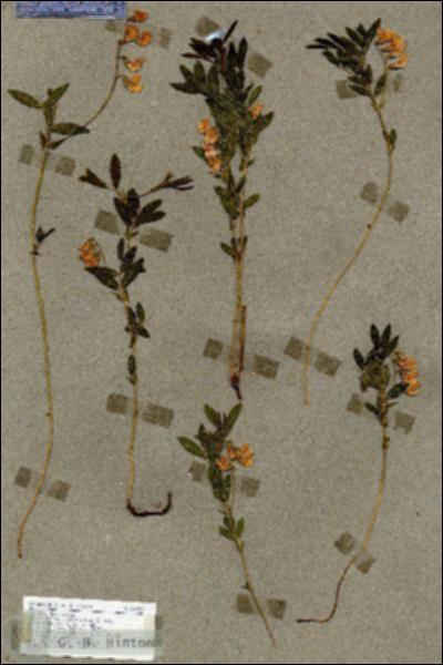 URN_catalog_HBHinton_herbarium_18950.jpg.jpg