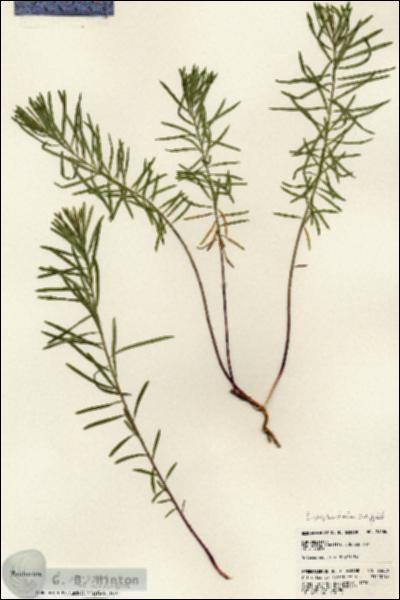 URN_catalog_HBHinton_herbarium_23686.jpg.jpg