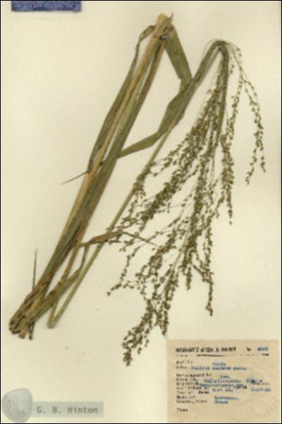 URN_catalog_HBHinton_herbarium_4823.jpg.jpg