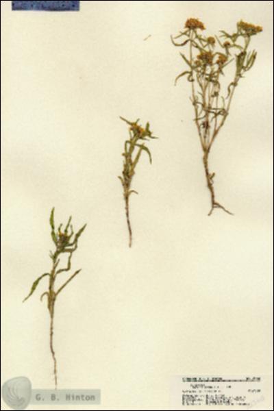 URN_catalog_HBHinton_herbarium_22360.jpg.jpg