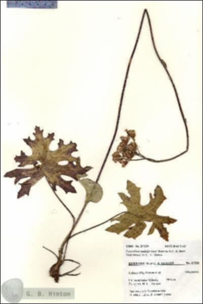 URN_catalog_HBHinton_herbarium_27220.jpg.jpg