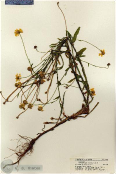 URN_catalog_HBHinton_herbarium_21232.jpg.jpg