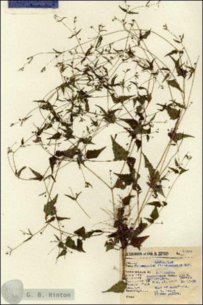 URN_catalog_HBHinton_herbarium_14614.jpg.jpg