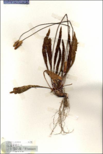 URN_catalog_HBHinton_herbarium_19407.jpg.jpg