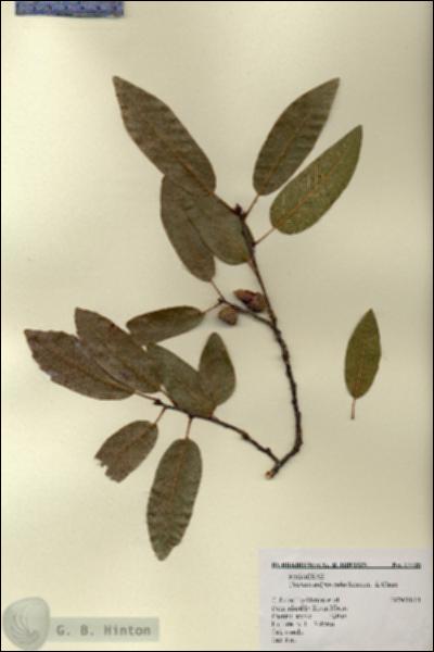 URN_catalog_HBHinton_herbarium_17715.jpg.jpg