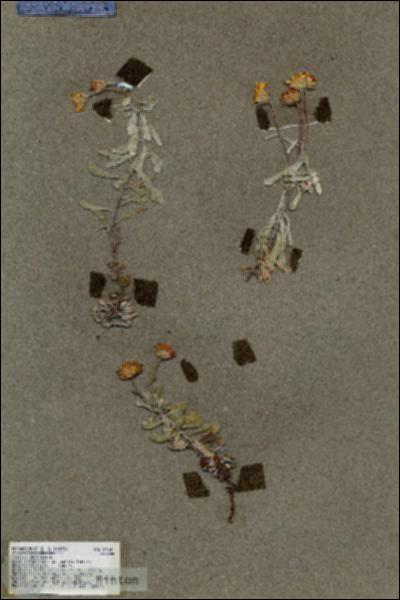 URN_catalog_HBHinton_herbarium_18634.jpg.jpg