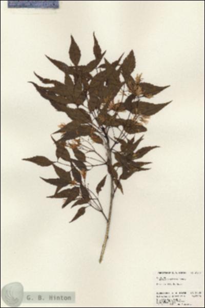 URN_catalog_HBHinton_herbarium_24370.jpg.jpg