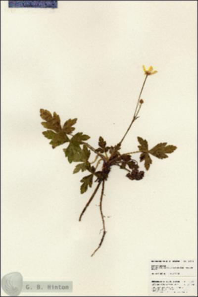 URN_catalog_HBHinton_herbarium_25235.jpg.jpg