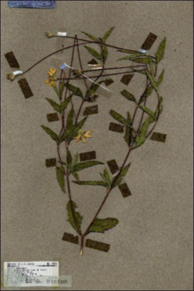 URN_catalog_HBHinton_herbarium_19250.jpg.jpg