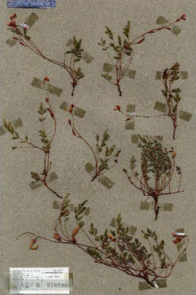 URN_catalog_HBHinton_herbarium_18987.jpg.jpg