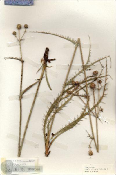 URN_catalog_HBHinton_herbarium_19174.jpg.jpg
