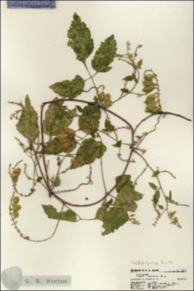 URN_catalog_HBHinton_herbarium_21420.jpg.jpg