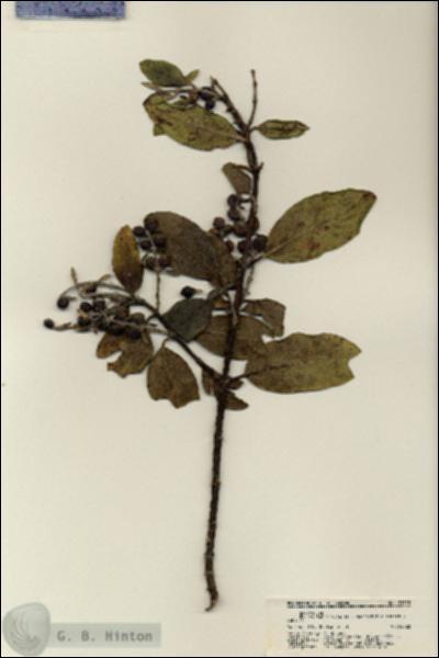 URN_catalog_HBHinton_herbarium_21358.jpg.jpg