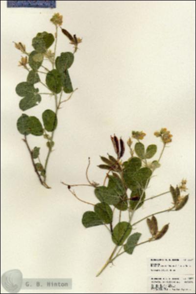 URN_catalog_HBHinton_herbarium_23577.jpg.jpg
