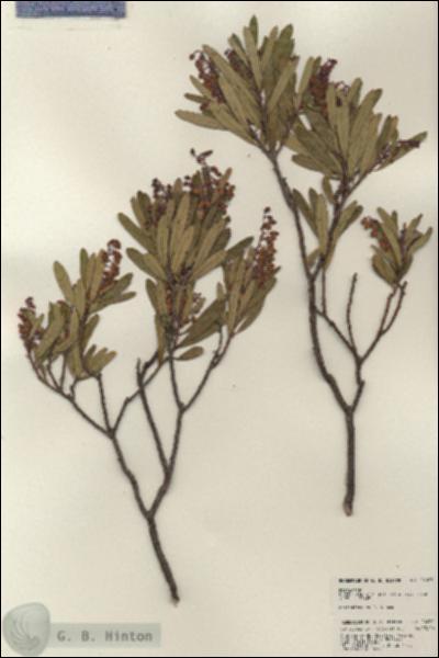 URN_catalog_HBHinton_herbarium_24061.jpg.jpg