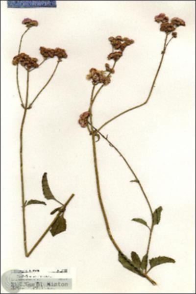 URN_catalog_HBHinton_herbarium_20338.jpg.jpg