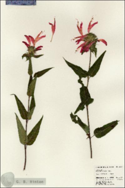 URN_catalog_HBHinton_herbarium_24336.jpg.jpg