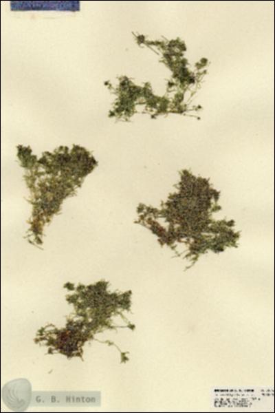 URN_catalog_HBHinton_herbarium_21846.jpg.jpg