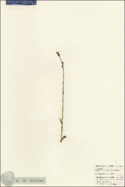 URN_catalog_HBHinton_herbarium_24637.jpg.jpg