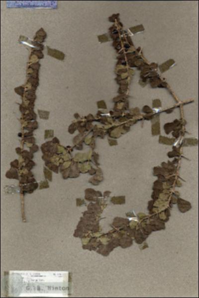 URN_catalog_HBHinton_herbarium_17940.jpg.jpg