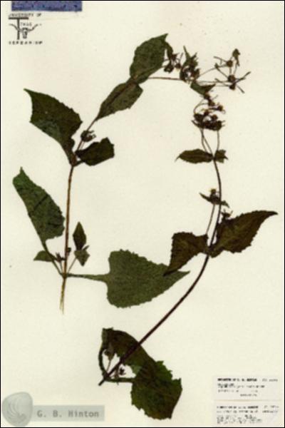 URN_catalog_HBHinton_herbarium_26044.jpg.jpg