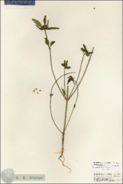 URN_catalog_HBHinton_herbarium_25698.jpg.jpg