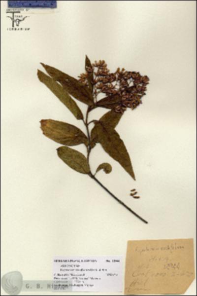 URN_catalog_HBHinton_herbarium_12944.jpg.jpg