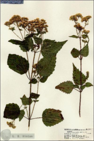 URN_catalog_HBHinton_herbarium_21606.jpg.jpg