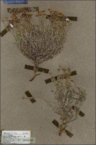 URN_catalog_HBHinton_herbarium_19247.jpg.jpg