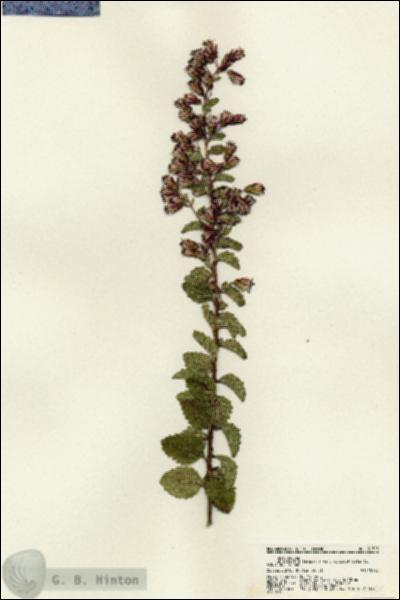 URN_catalog_HBHinton_herbarium_21705.jpg.jpg