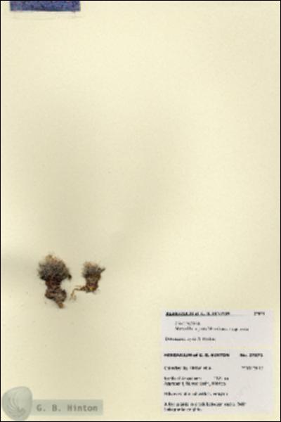 URN_catalog_HBHinton_herbarium_27871.jpg.jpg
