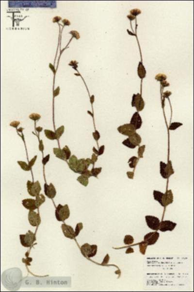 URN_catalog_HBHinton_herbarium_26139.jpg.jpg