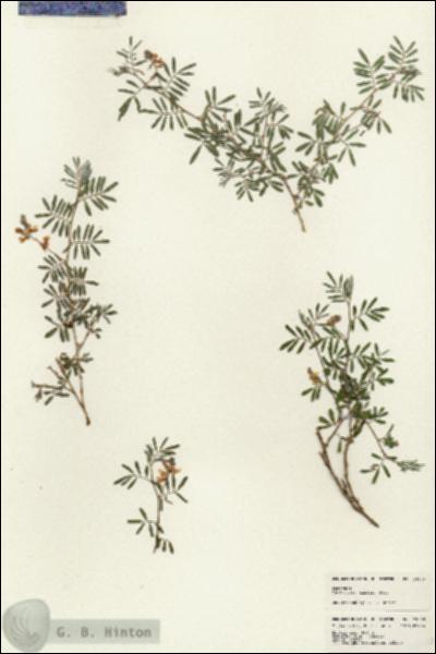 URN_catalog_HBHinton_herbarium_24640.jpg.jpg