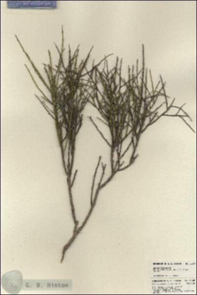 URN_catalog_HBHinton_herbarium_22609.jpg.jpg