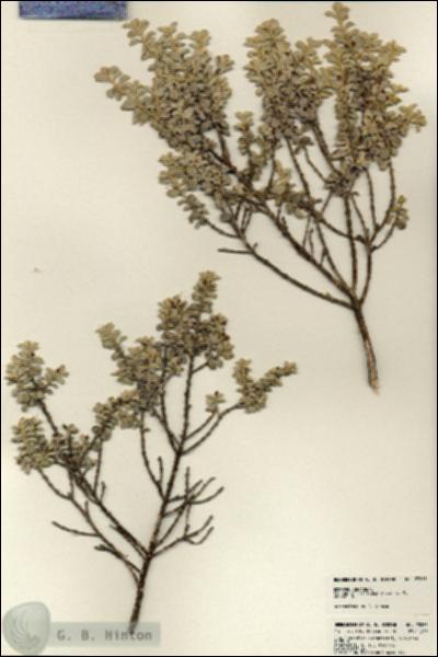 URN_catalog_HBHinton_herbarium_23865.jpg.jpg