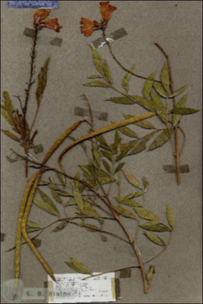 URN_catalog_HBHinton_herbarium_17823.jpg.jpg