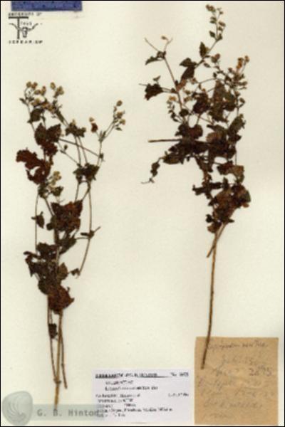 URN_catalog_HBHinton_herbarium_2875.jpg.jpg
