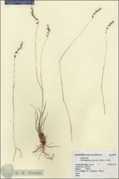 URN_catalog_HBHinton_herbarium_4272.jpg.jpg