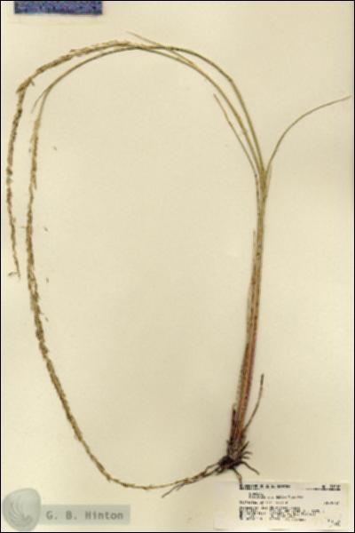 URN_catalog_HBHinton_herbarium_21508.jpg.jpg